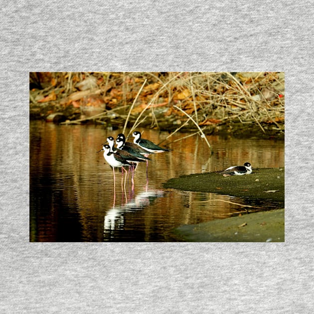 Oiseaux aux repos en bord de l'eau by franck380